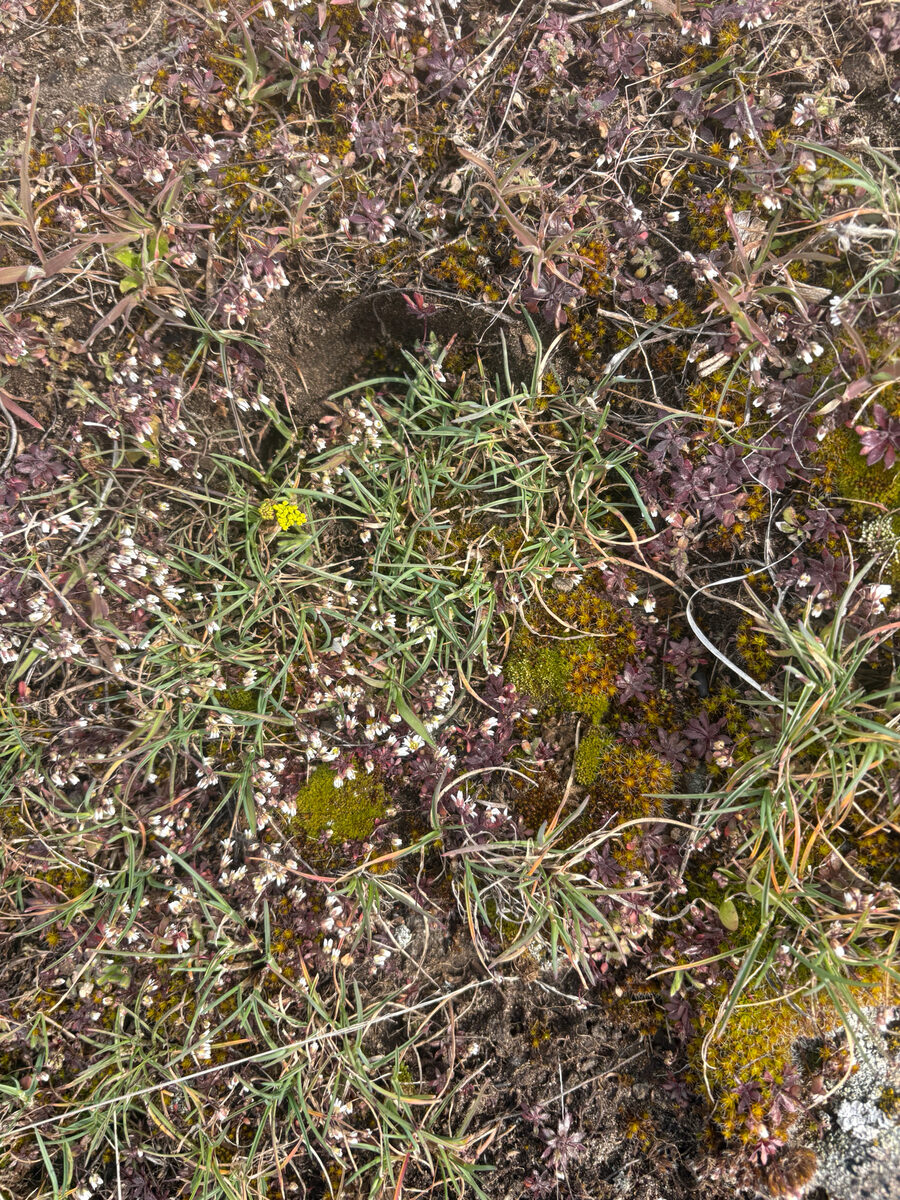 Lomatium farinosum - (Hook.)Coult.&Rose. (Northern Biscuitroot) — photo