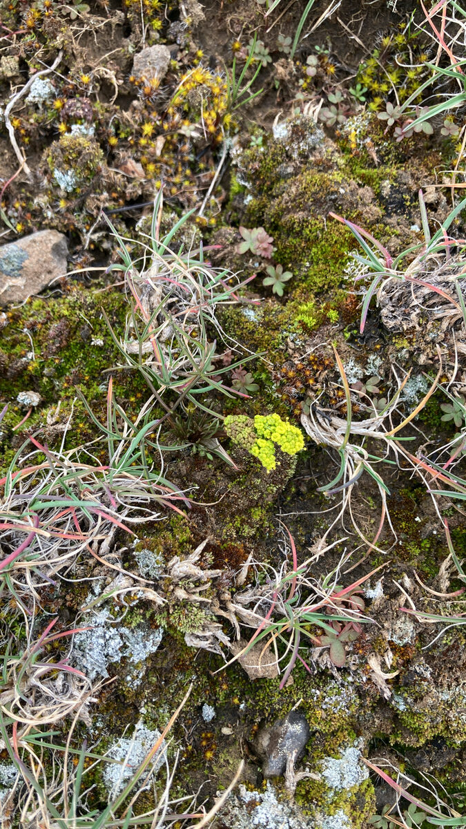 Lomatium farinosum - (Hook.)Coult.&Rose. (Northern Biscuitroot) — photo