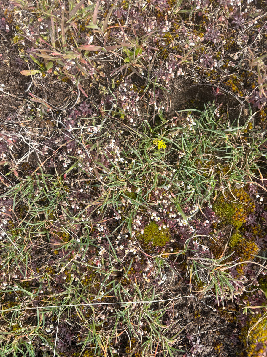 Lomatium farinosum - (Hook.)Coult.&Rose.