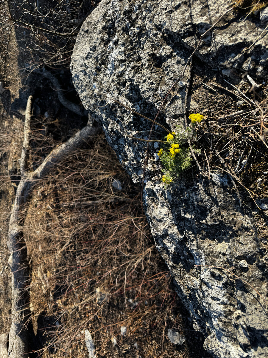 Lomatium foeniculaceum - (Nutt.)Coult.&Rose. (Desert Biscuitroot) — photo