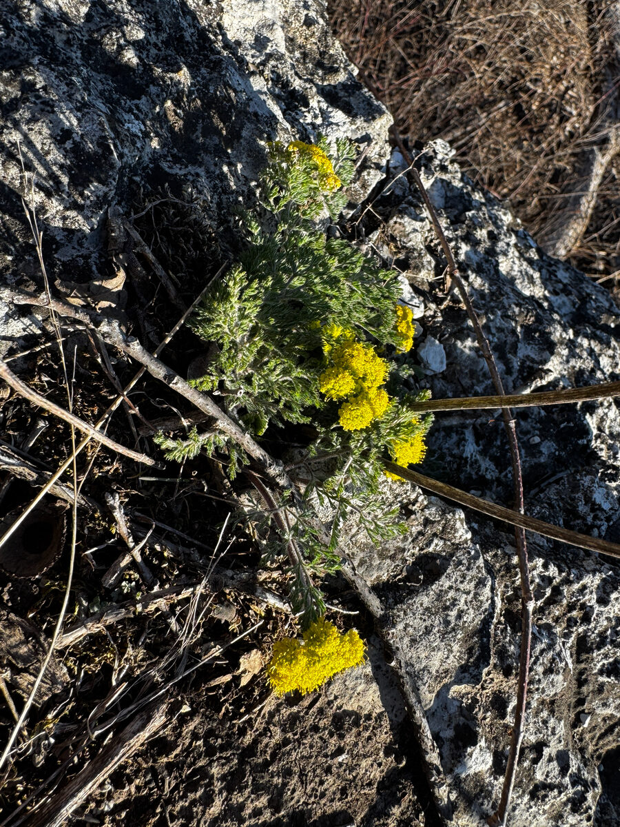 Lomatium foeniculaceum - (Nutt.)Coult.&Rose. (Desert Biscuitroot) — photo