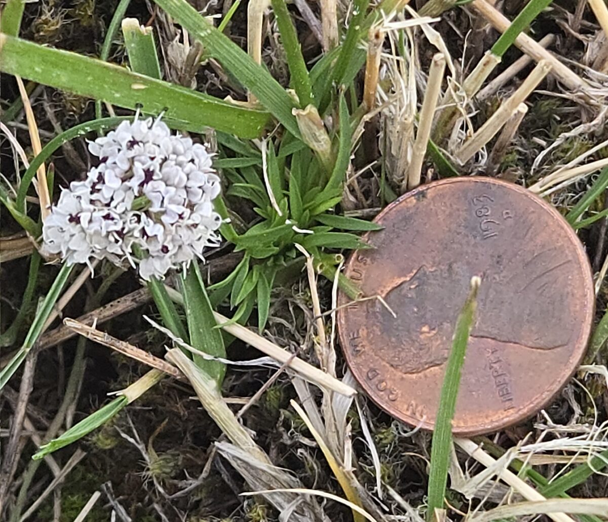 Lomatium gormanii - (How.)Coult.&Rose. (Gorman's biscuitroot) — photo