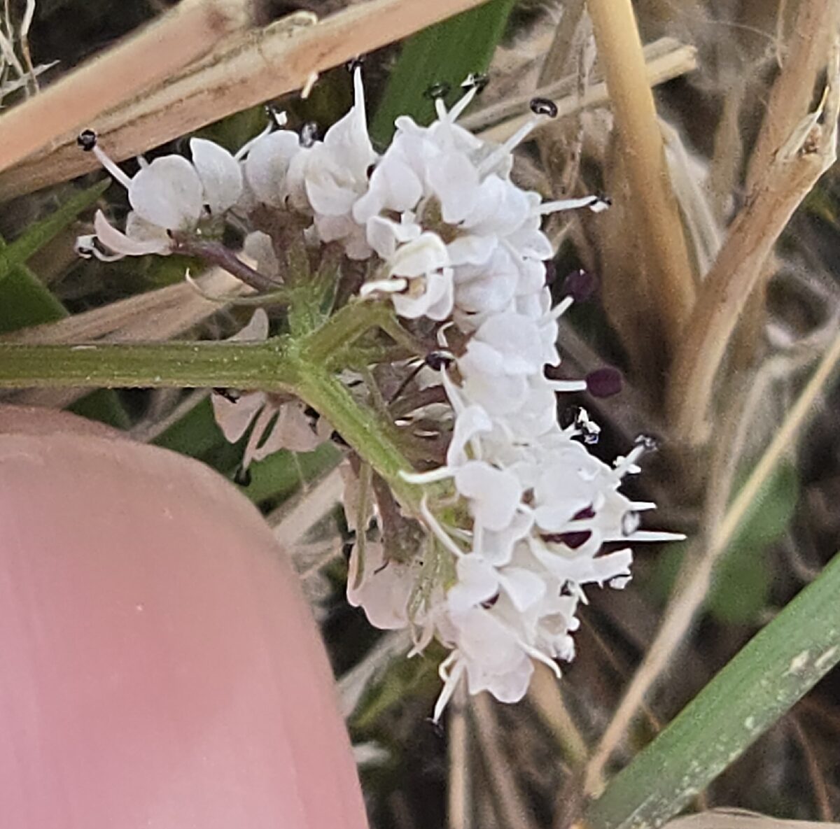Lomatium gormanii - (How.)Coult.&Rose. (Gorman's biscuitroot) — photo
