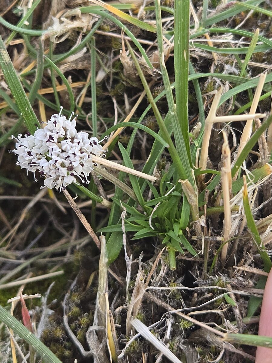 Lomatium gormanii - (How.)Coult.&Rose.