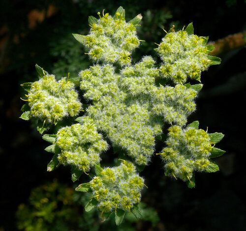 Lomatium grayi (Biscuitroot) — photo