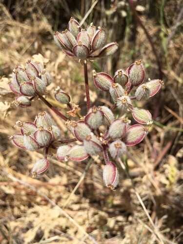 Lomatium grayi (Biscuitroot) — photo
