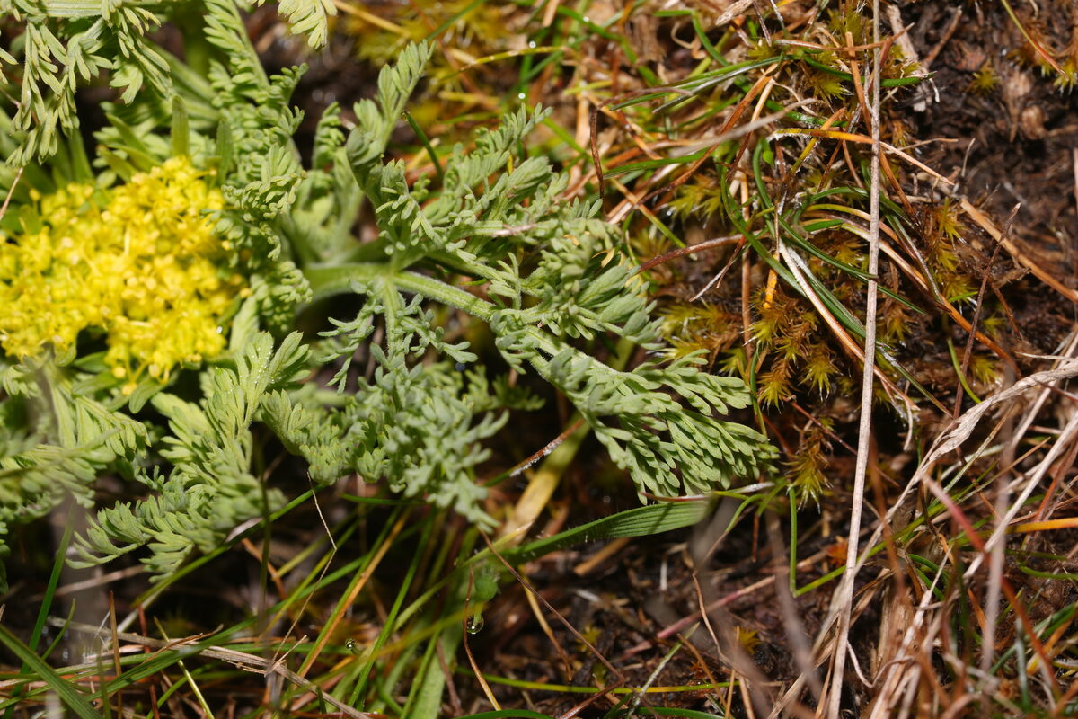 Lomatium macrocarpum - (Nutt.)Coult.&Rose. (Bigseed Biscuitroot) — photo