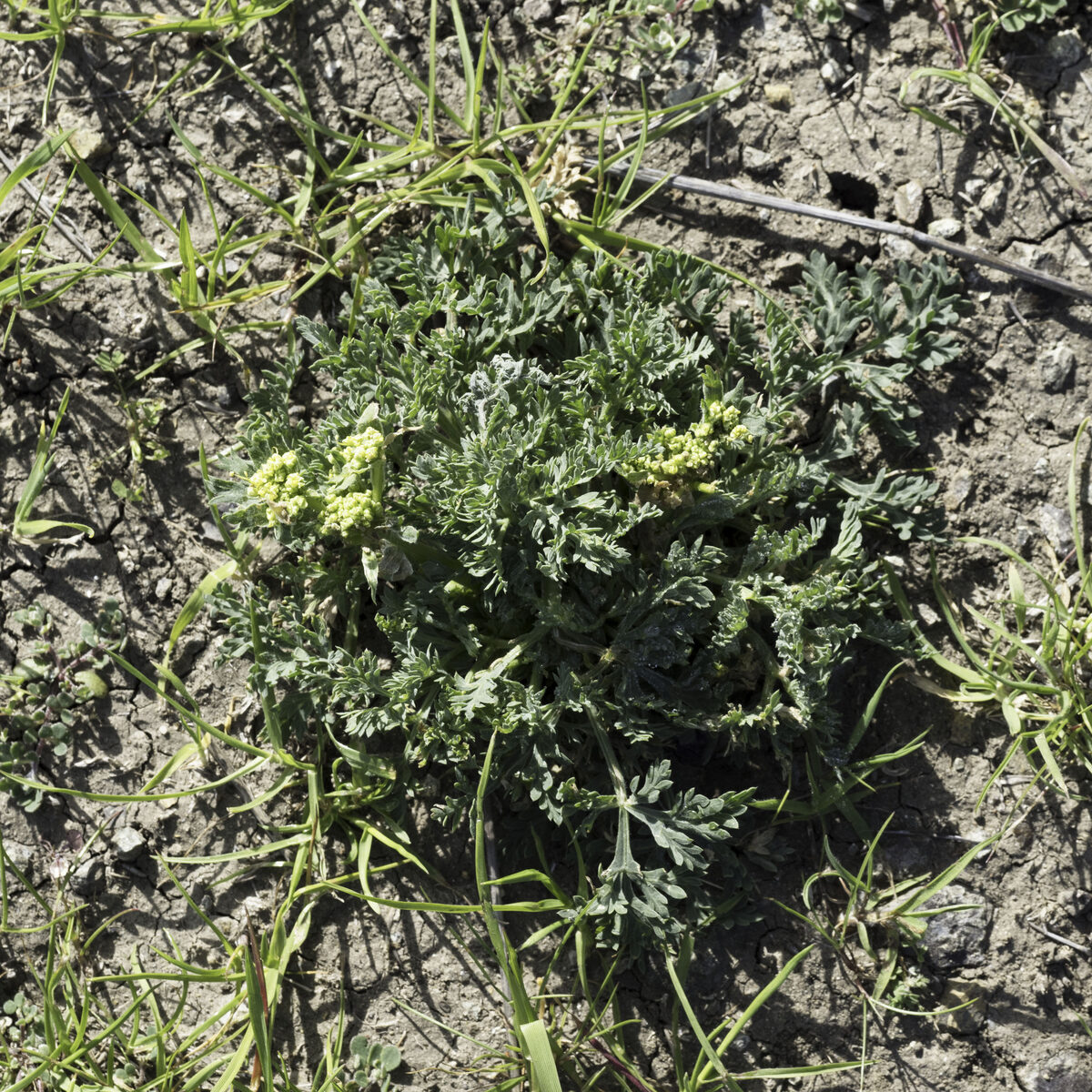 Lomatium macrocarpum - (Nutt.)Coult.&Rose. (Bigseed Biscuitroot) — photo