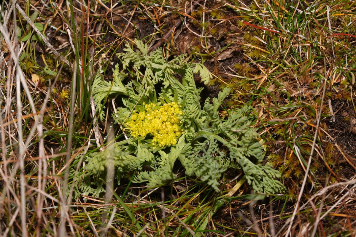 Lomatium macrocarpum - (Nutt.)Coult.&Rose.