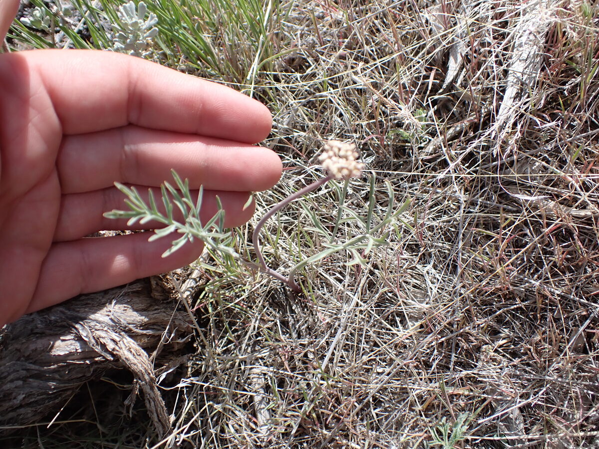 Lomatium nevadense var. parishi (Parish's biscuitroot) — photo