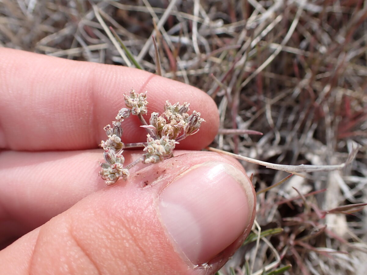 Lomatium nevadense var. parishi (Parish's biscuitroot) — photo