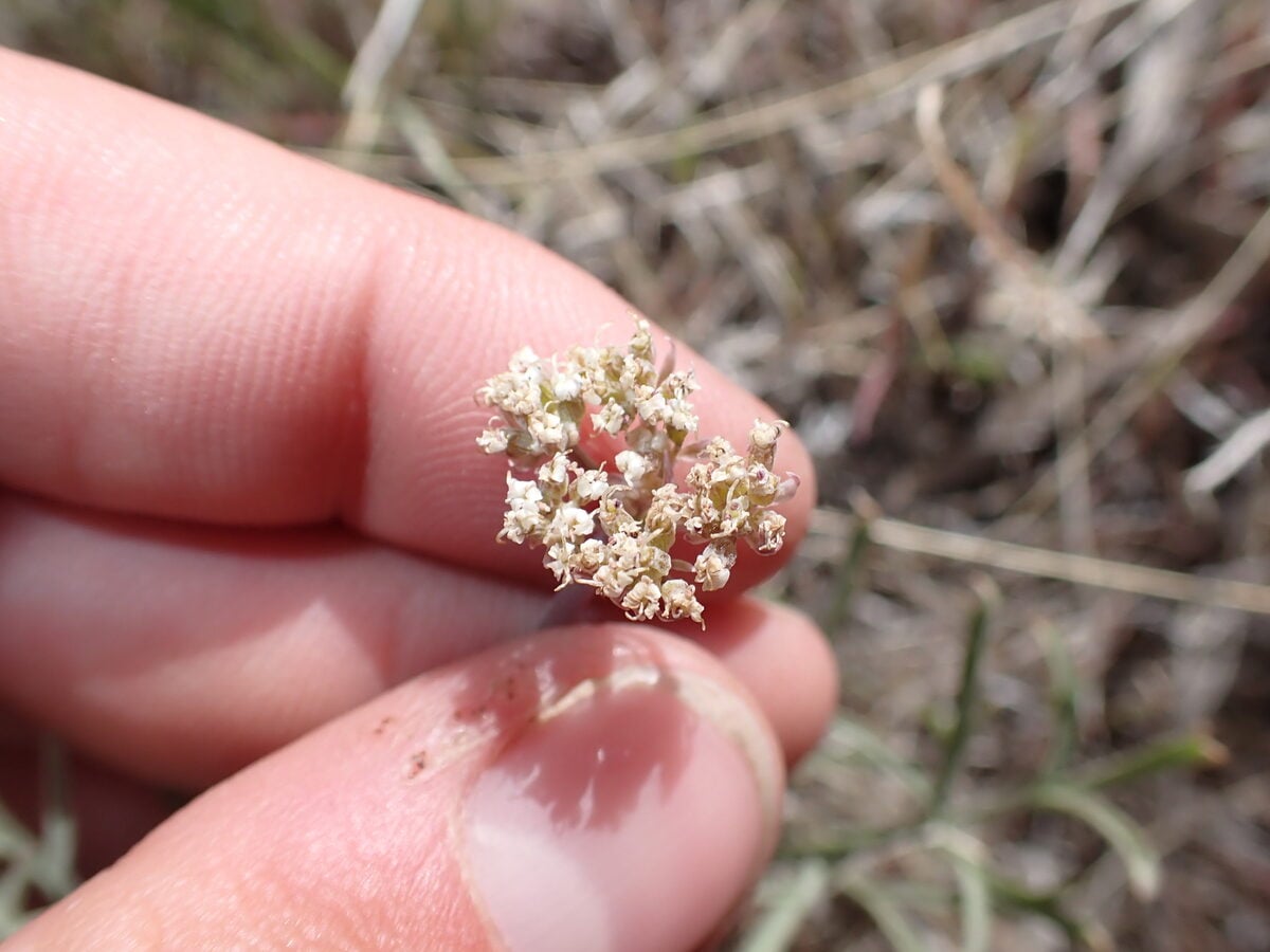 Lomatium nevadense var. parishi