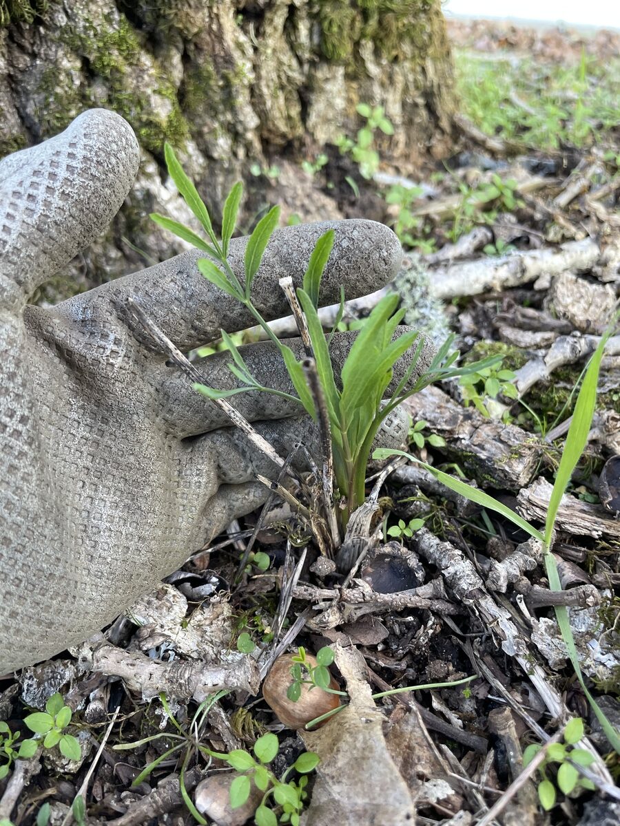 Lomatium nudicaule - (Pursh.)Coult.&Rose. (Pestle Parsnip) — photo