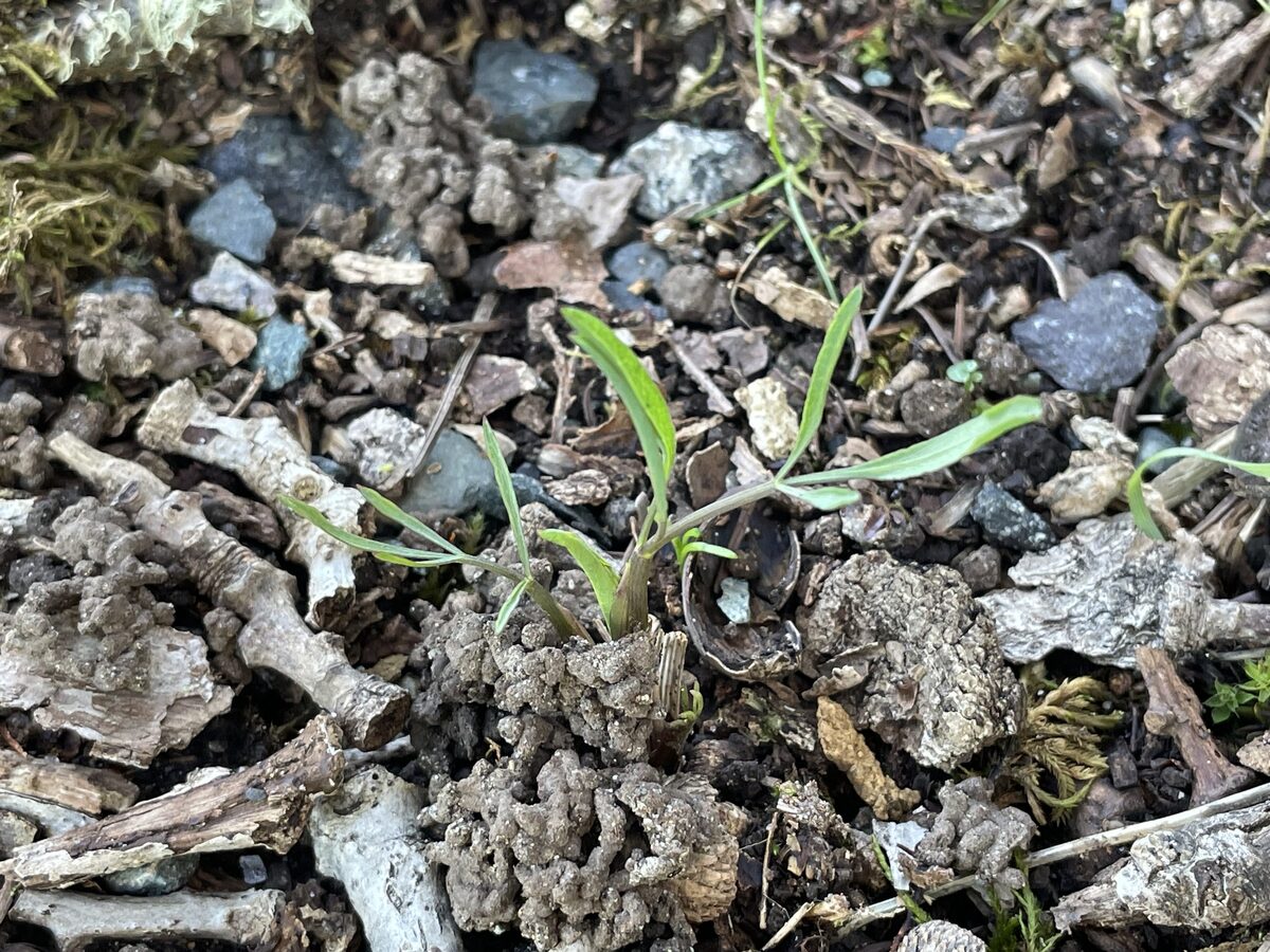 Lomatium nudicaule - (Pursh.)Coult.&Rose. (Pestle Parsnip) — photo