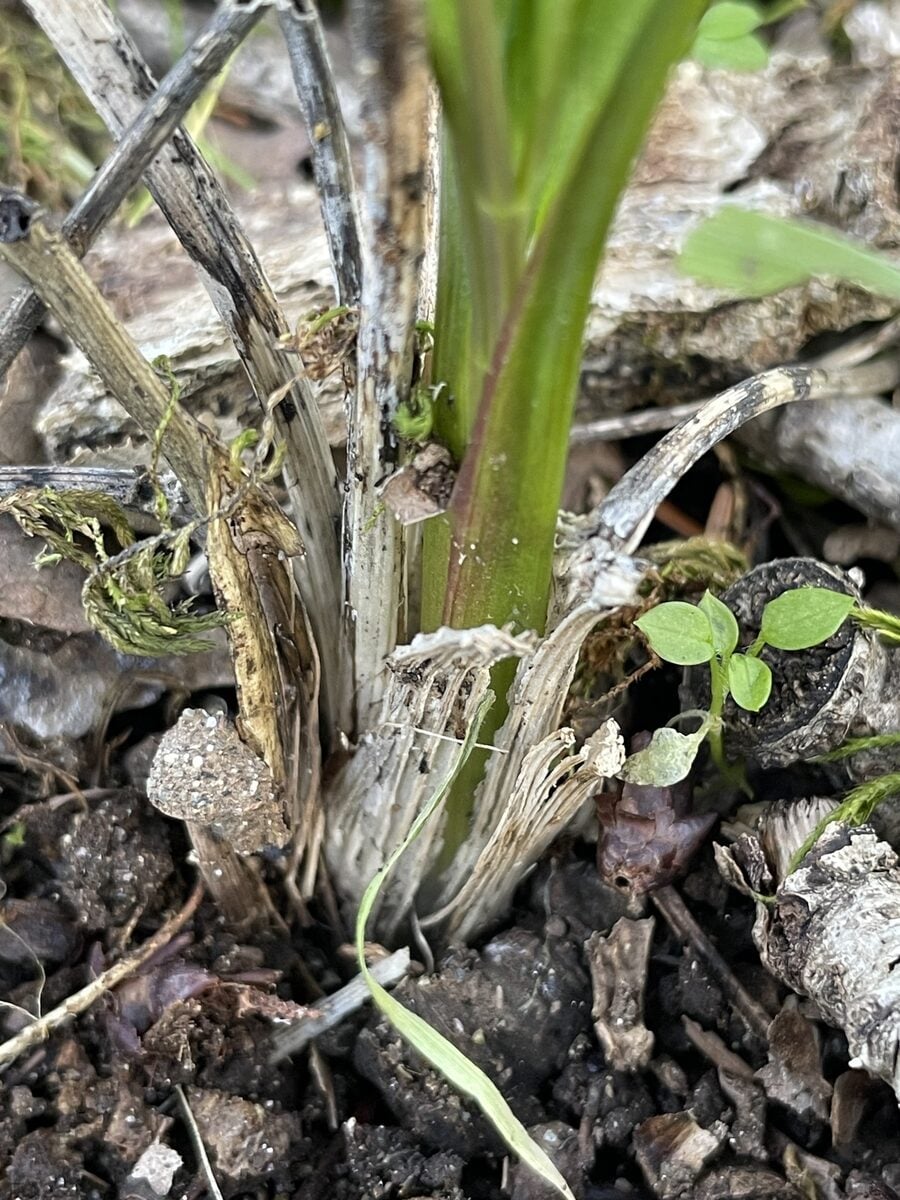 Lomatium nudicaule - (Pursh.)Coult.&Rose.