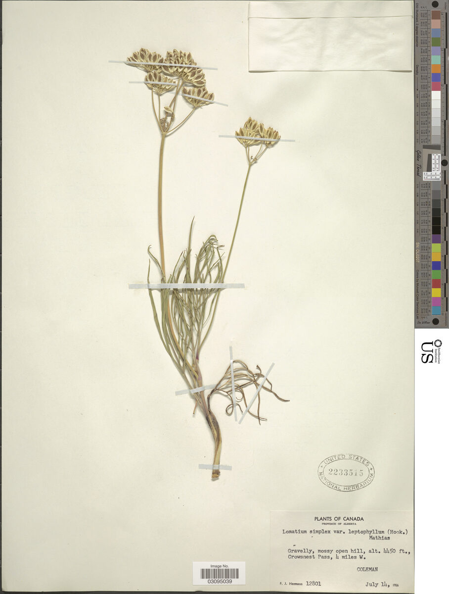Lomatium simplex var. leptophyllum (Narrow leaf lomatium) — photo