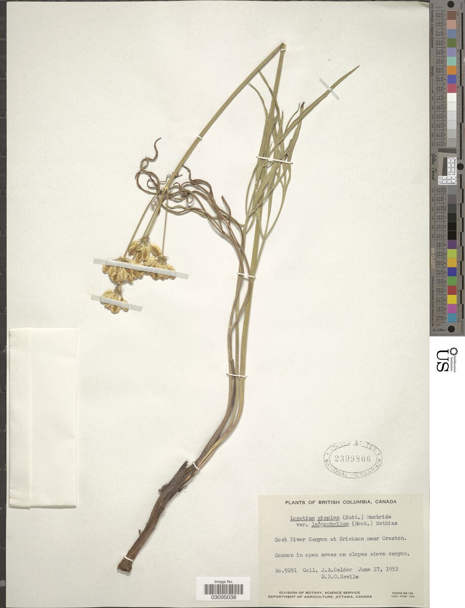 Lomatium simplex var. leptophyllum (Narrow leaf lomatium) — photo