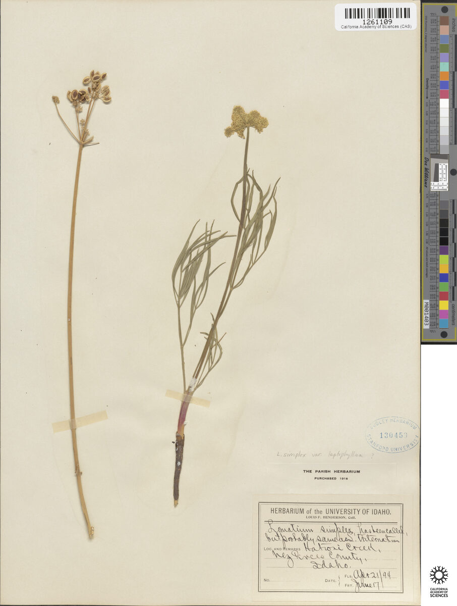 Lomatium simplex var. leptophyllum