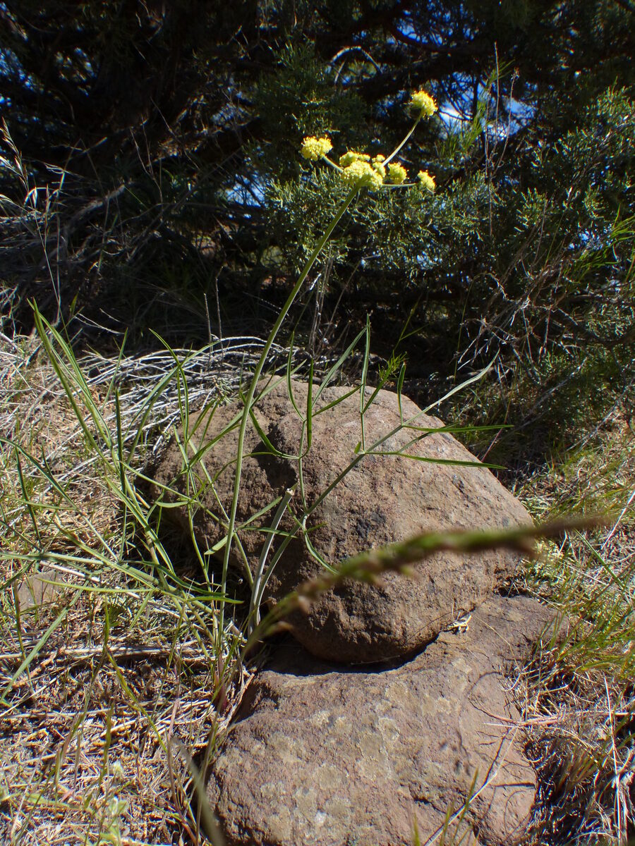 Lomatium simplex var. simplex (Great Basin desert parsley) — photo