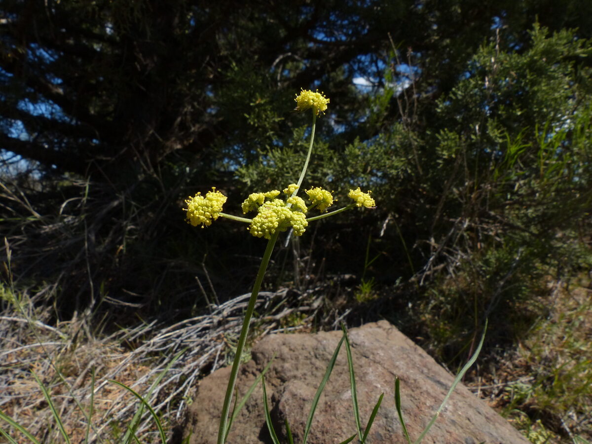 Lomatium simplex var. simplex (Great Basin desert parsley) — photo