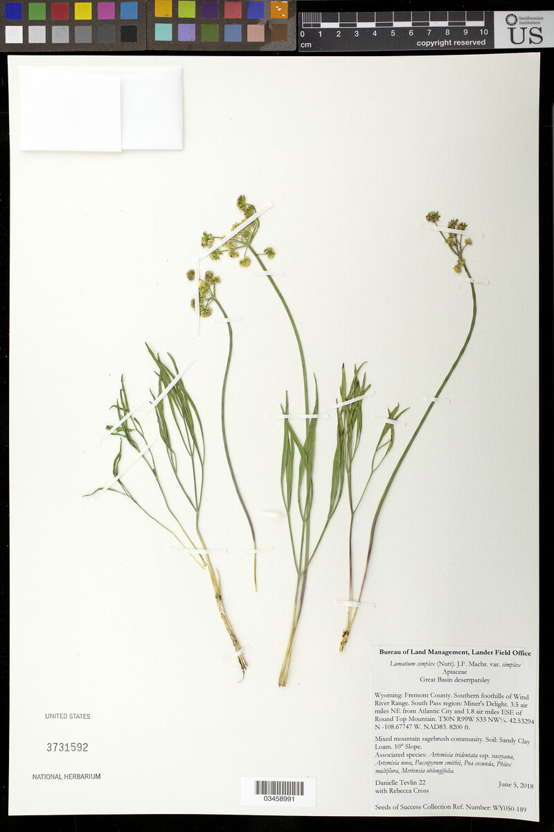Lomatium simplex var. simplex