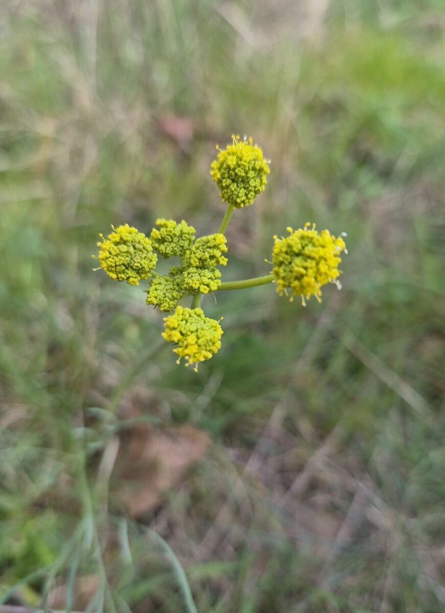 Lomatium triternatum - (Pursh.)Coult.&Rose. (Nineleaf Biscuitroot) — photo