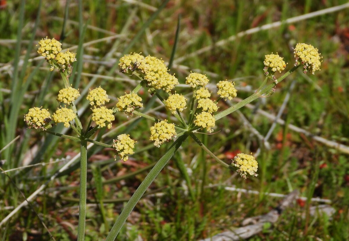 Lomatium triternatum - (Pursh.)Coult.&Rose. (Nineleaf Biscuitroot) — photo