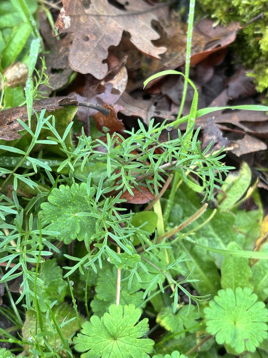 Lomatium utriculatum - (Nutt.)Coult.&Rose. (Common Lomatium) — photo
