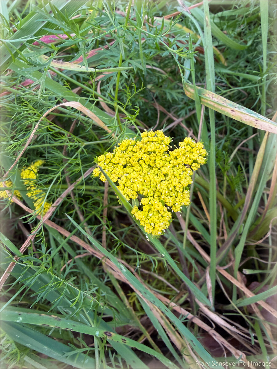 Lomatium utriculatum - (Nutt.)Coult.&Rose. (Common Lomatium) — photo