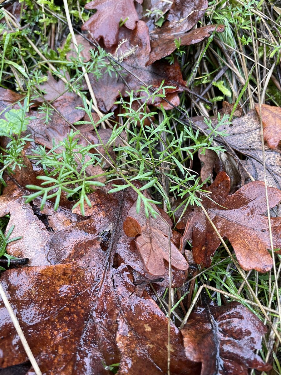 Lomatium utriculatum - (Nutt.)Coult.&Rose.