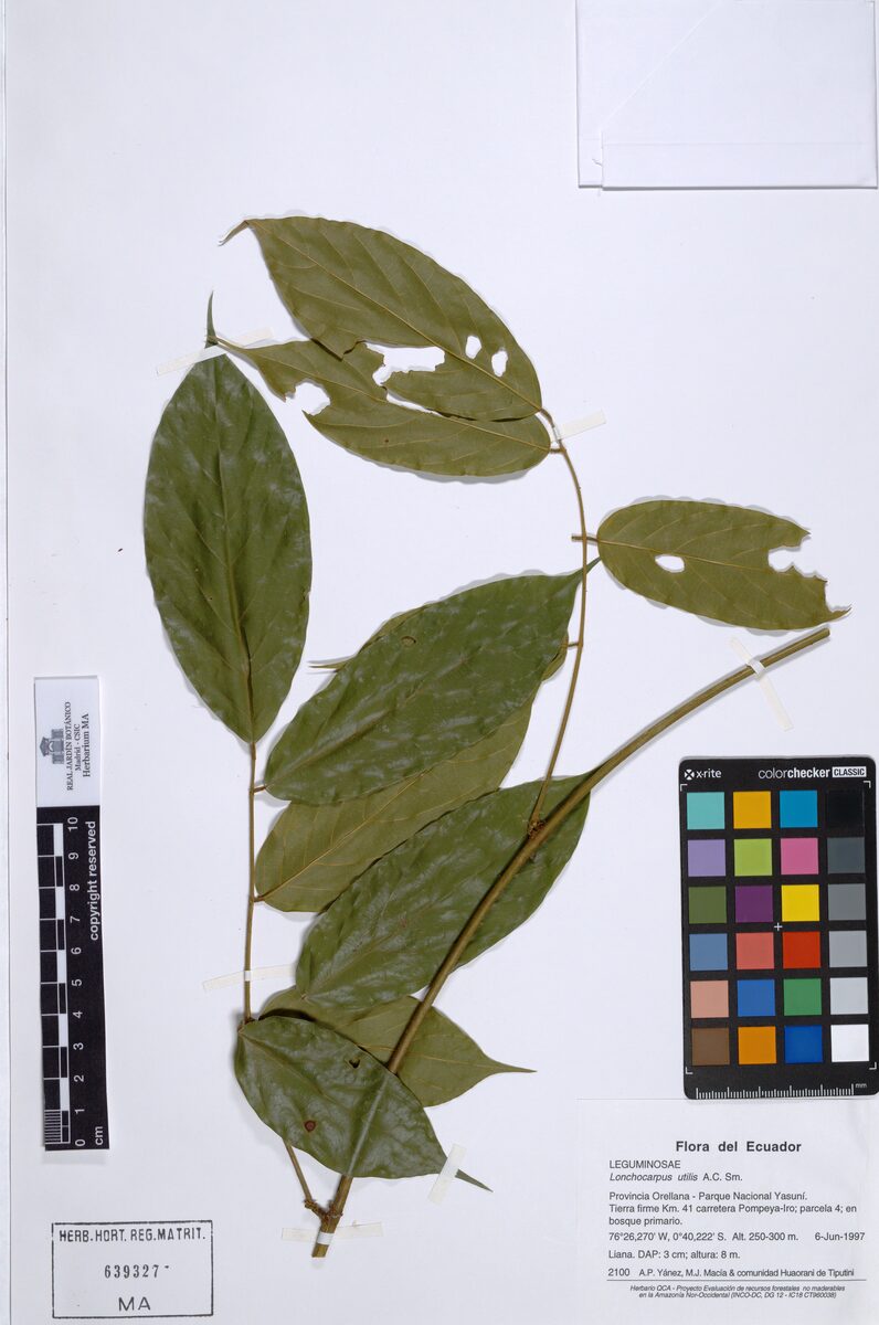 Lonchocarpus utilis (Useful lancepod) — photo