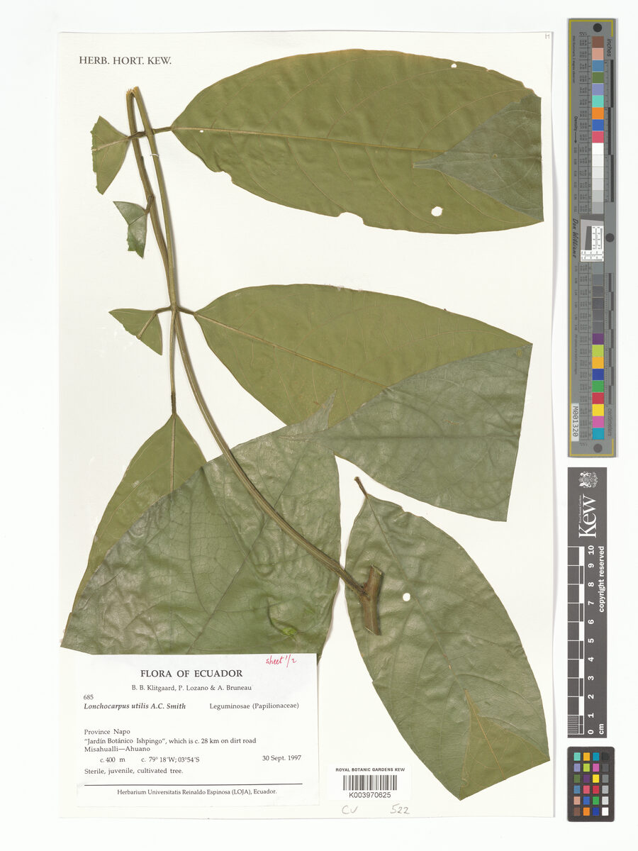 Lonchocarpus utilis (Useful lancepod) — photo