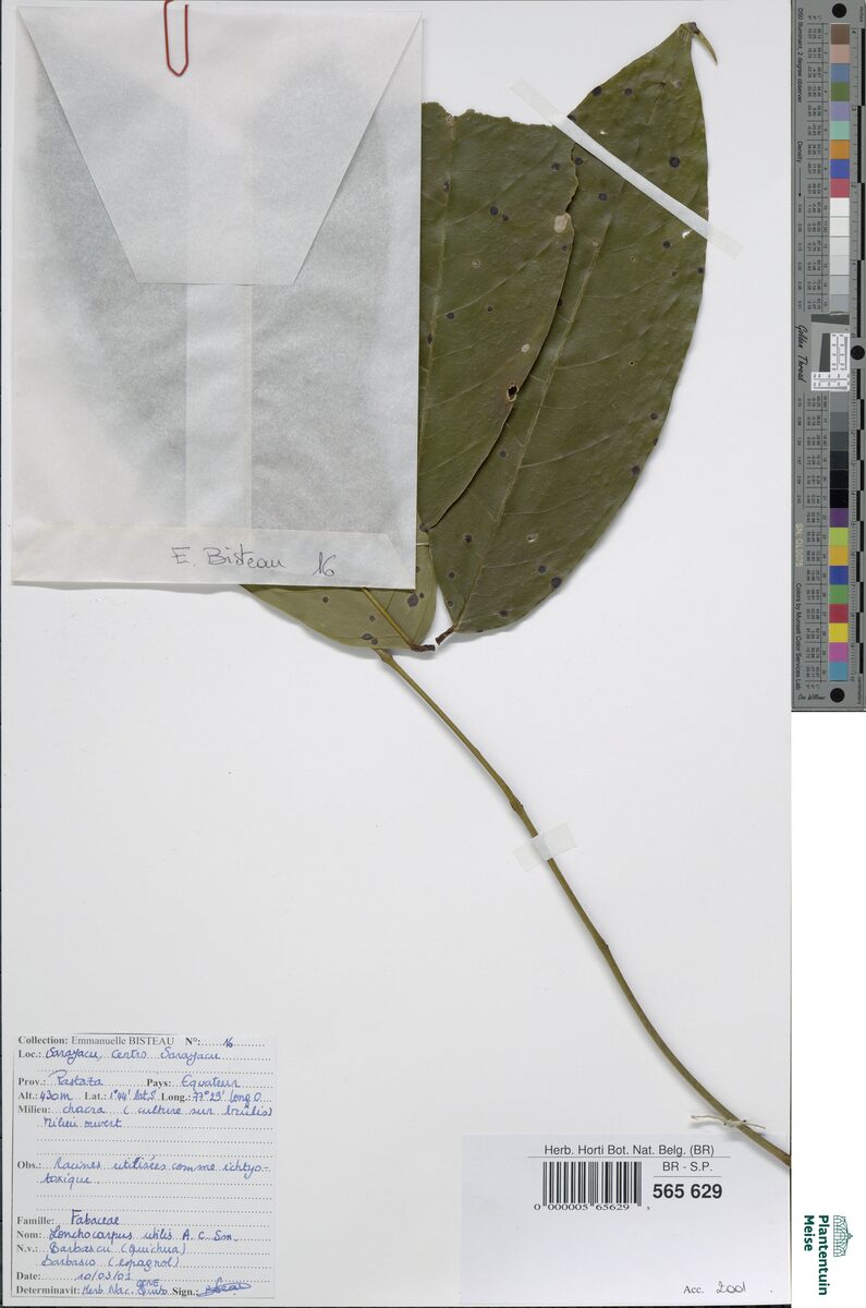 Lonchocarpus utilis