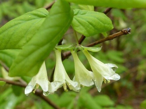 Lonicera canadensis (Fly Honeysuckle) — photo