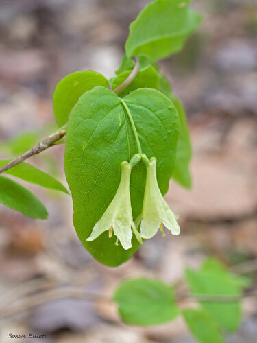 Lonicera canadensis (Fly Honeysuckle) — photo