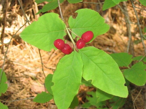 Lonicera canadensis