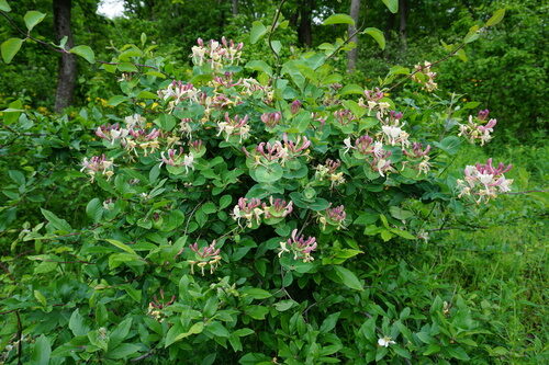 Lonicera caprifolium (Italian Honeysuckle) — photo