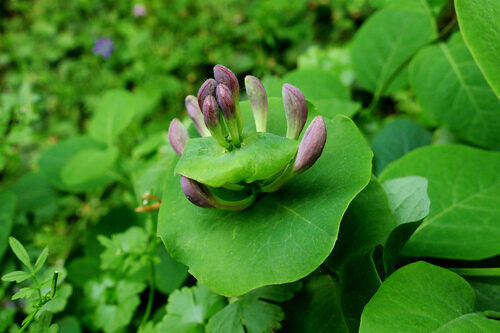 Lonicera caprifolium (Italian Honeysuckle) — photo