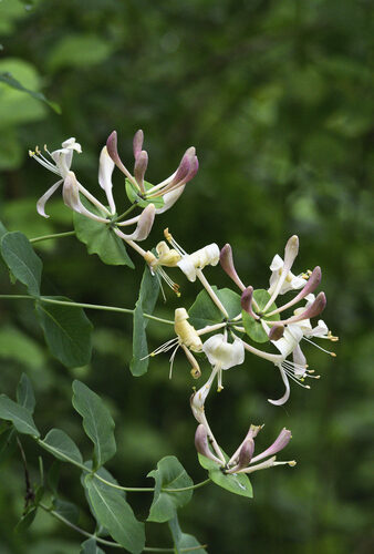 Lonicera caprifolium