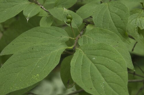 Lonicera chrysantha (Honeysuckle) — photo