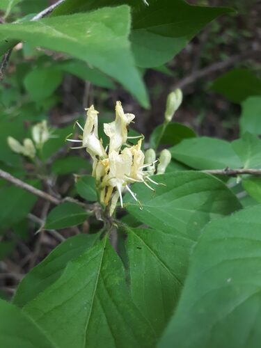 Lonicera chrysantha (Honeysuckle) — photo