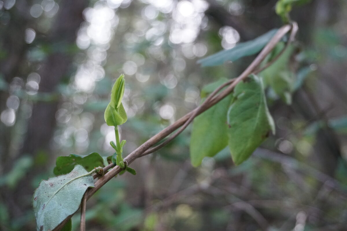 Lonicera ciliosa - (Pursh.)Poir. (Orange Honeysuckle) — photo