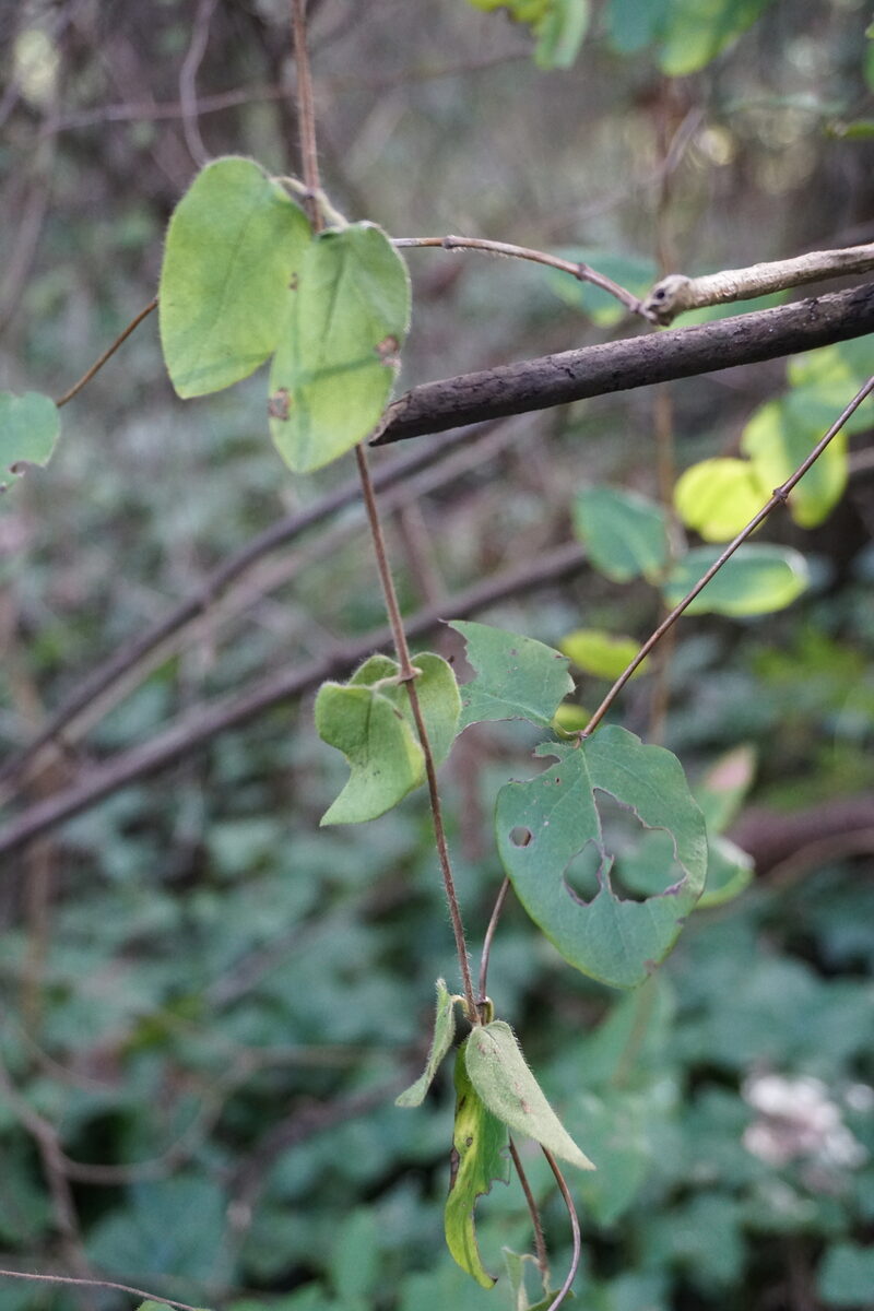 Lonicera ciliosa - (Pursh.)Poir. (Orange Honeysuckle) — photo