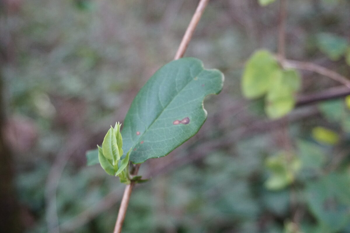 Lonicera ciliosa - (Pursh.)Poir.