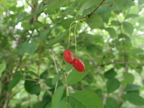Lonicera gracilipes — photo