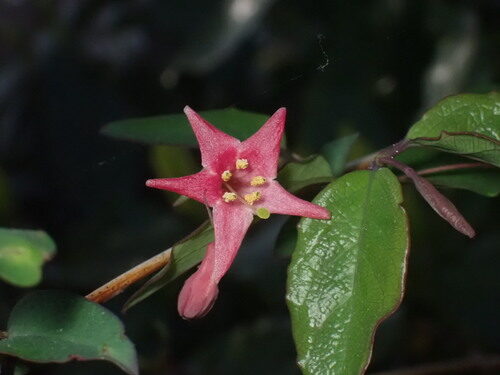 Lonicera gracilipes — photo