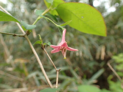 Lonicera gracilipes glabra