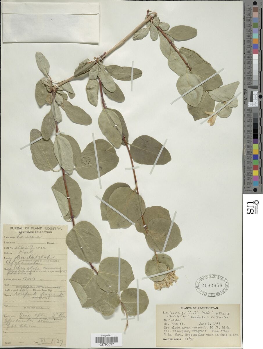 Lonicera griffithii — photo