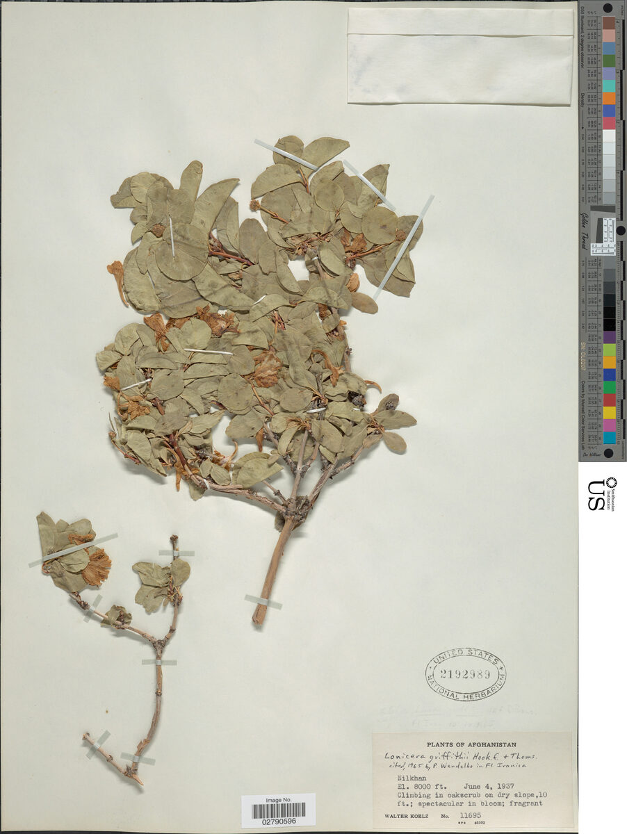 Lonicera griffithii — photo