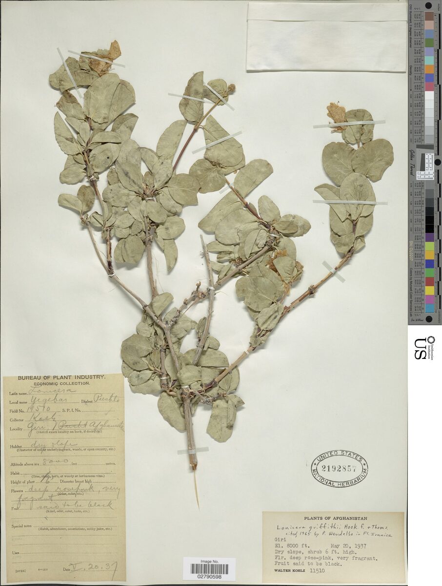 Lonicera griffithii